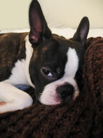 Bulldog Boston