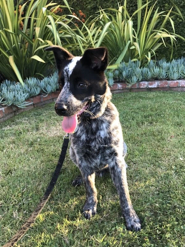 Cattledog Australian
