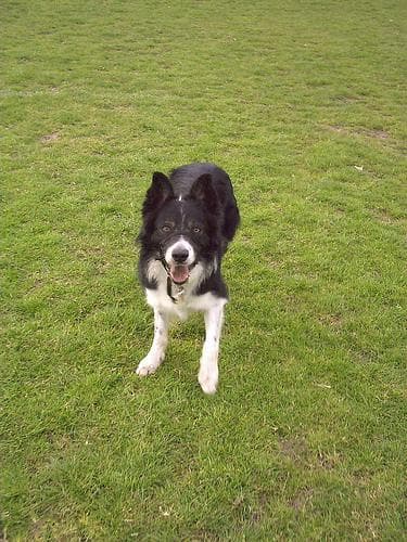 Collie Border