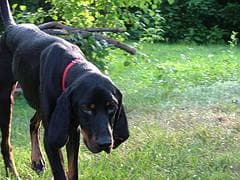 Coonhound dog