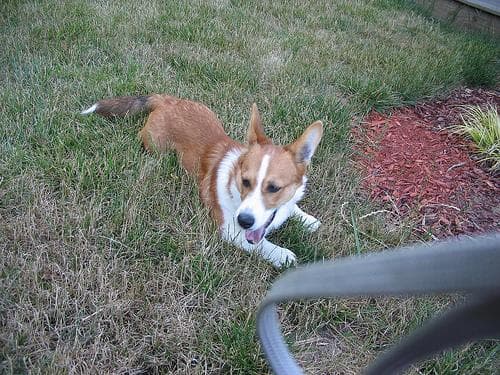Corgi dog