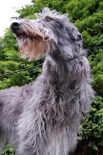 Deerhound Scottish