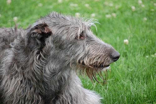 Deerhound