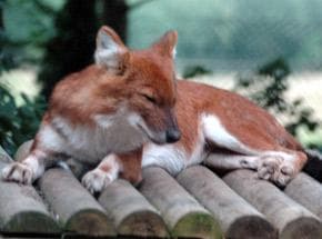Dhole dog