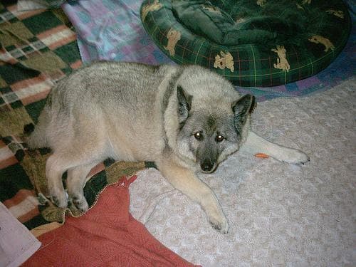 Elkhound Norwegian dog