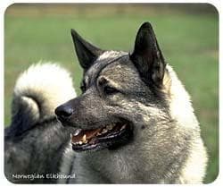 Elkhound dog