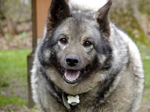 Elkhound Norwegian dog