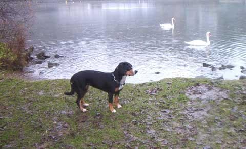 Entlebucher dog