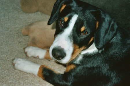 Entlebucher