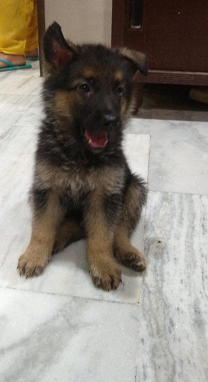 German Shepherd dog