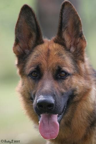 German Shepherd