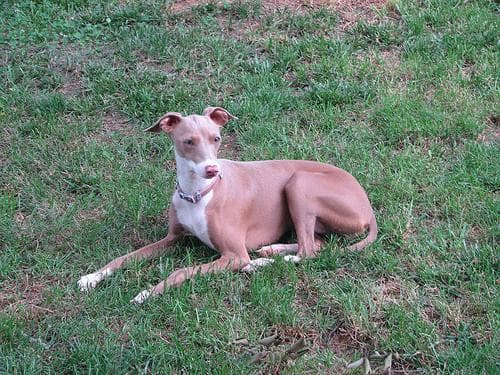 Greyhound Italian dog