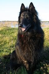 Groenendael dog