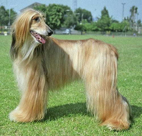 Hound Afghan dog