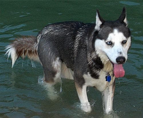 Husky dog