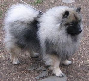 Keeshond