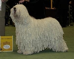 Komondor