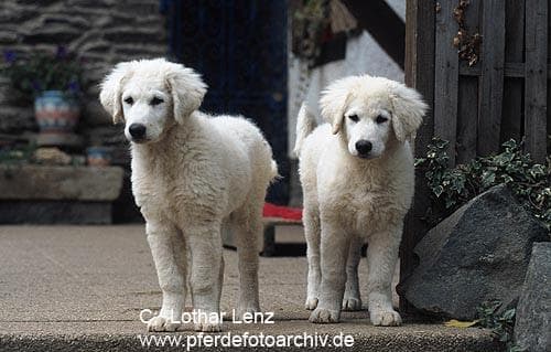 Kuvasz