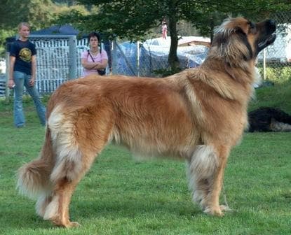Leonberg dog