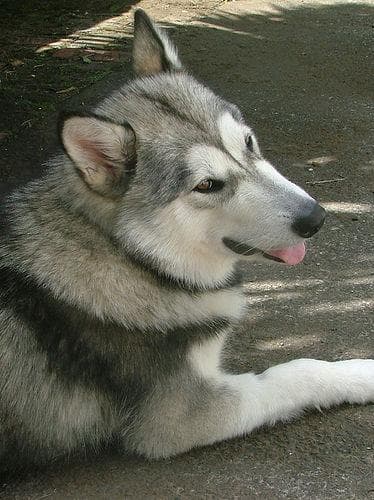 Malamute