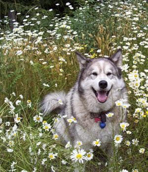 Malamute