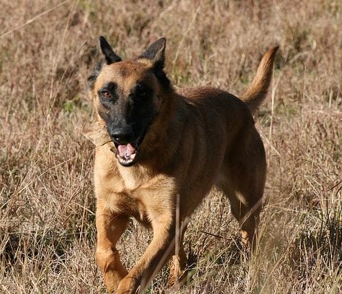 Malinois dog