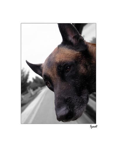 Malinois