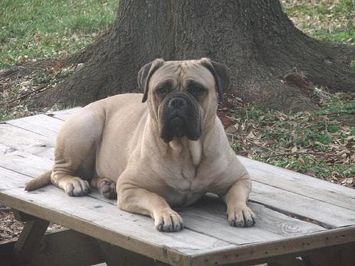 Mastiff Bull dog