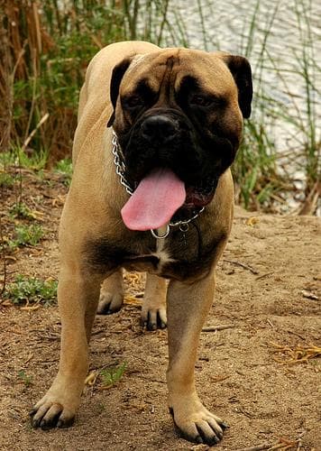 Mastiff