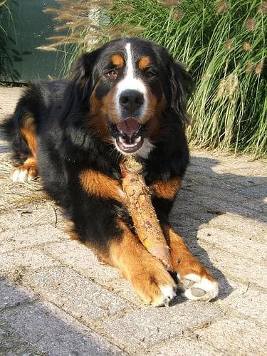 Mountain Bernese dog