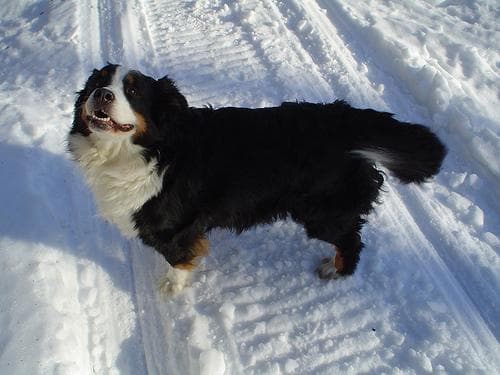 Mountain Bernese