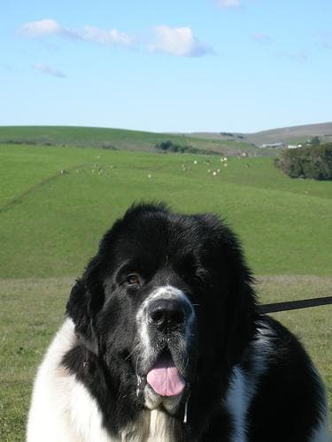 Newfoundland dog