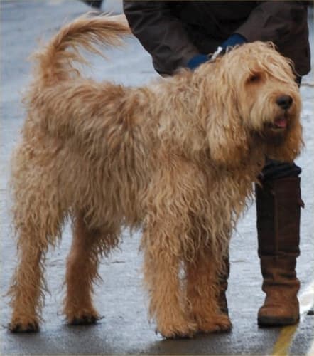 Otterhound dog