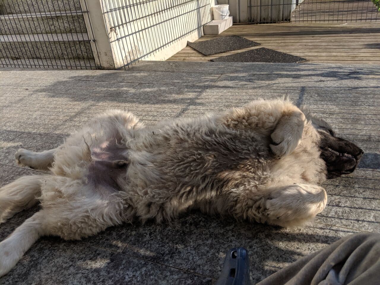 Ovcharka Caucasian dog