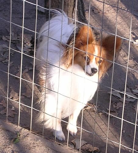 Papillon dog