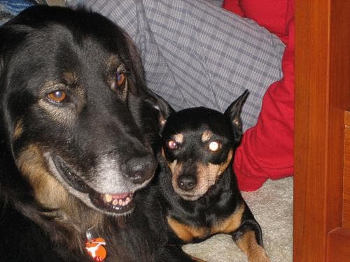 Pinscher Miniature dog