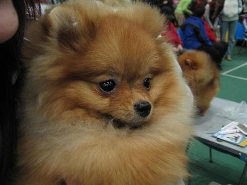 Pomeranian dog