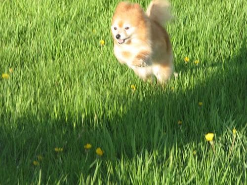 Pomeranian dog