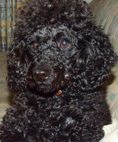 Poodle Miniature dog