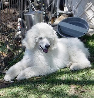 Poodle dog