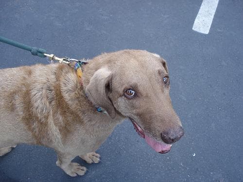 Retriever Chesapeake dog