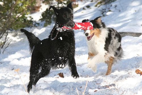 Retriever Flatcoated dog
