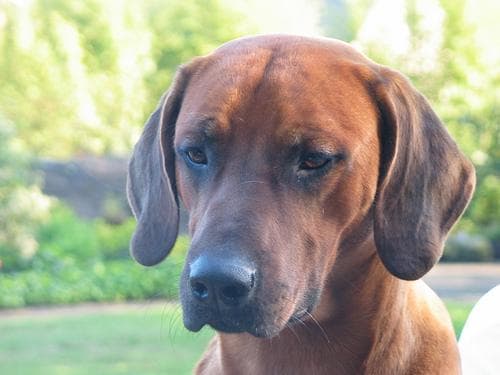 Ridgeback dog