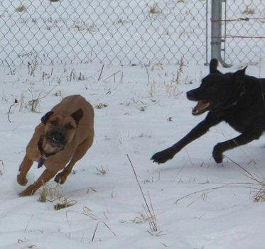 Ridgeback Rhodesian dog