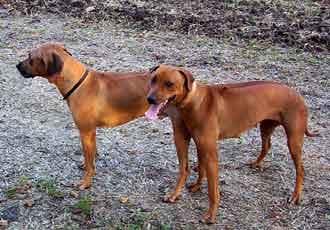 Ridgeback Rhodesian dog