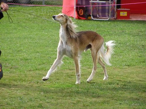 Saluki dog