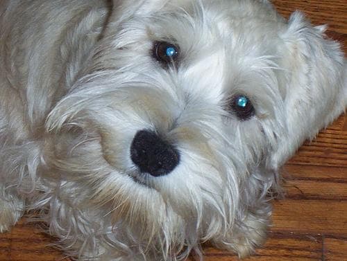 Schnauzer Miniature dog