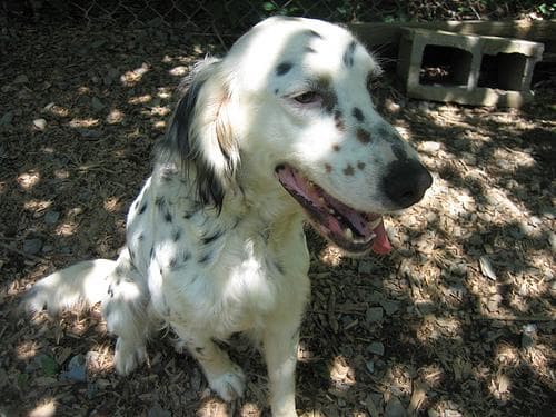 Setter English dog