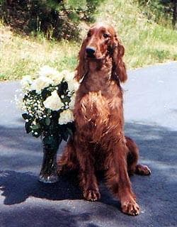 Setter Irish dog