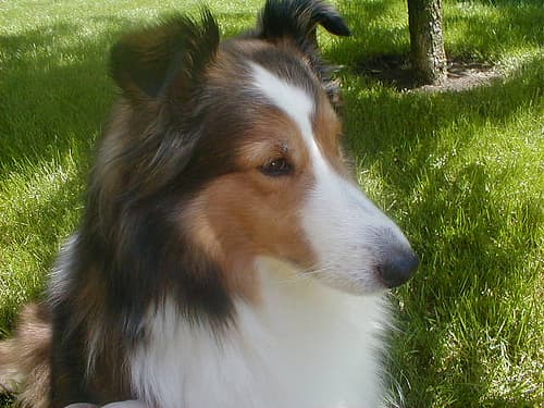 Sheepdog Shetland dog